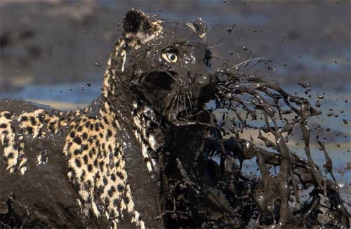 fukin:  leopard catch a fish in dirty water in Botswana - bollywood.bhaskar.com
