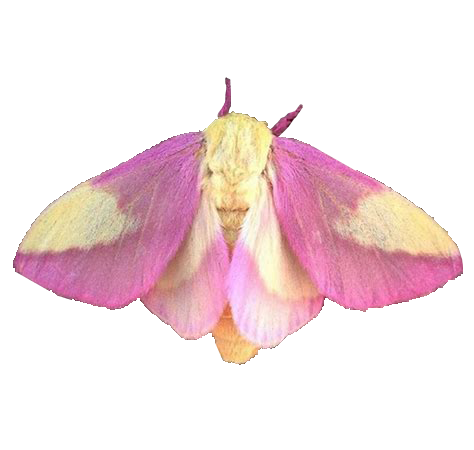 png-plz:  moth pngs