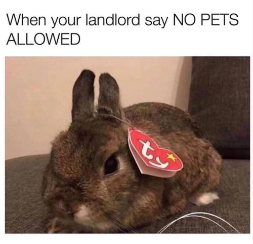 No pets allowed