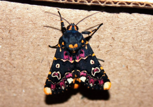 Lily Moth (Polytela gloriosae)