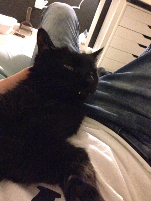 crittercreature: Kevin has the cutest fucking cat in existence ;w; TEETHY BLACK CATS ARE THE BEST CA