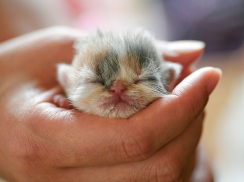kittehkats:Kittens Sleeping in Peoples Hands