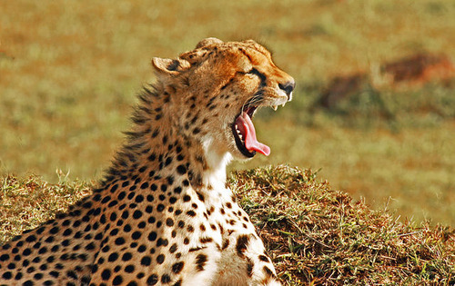Wildlife World Zoo