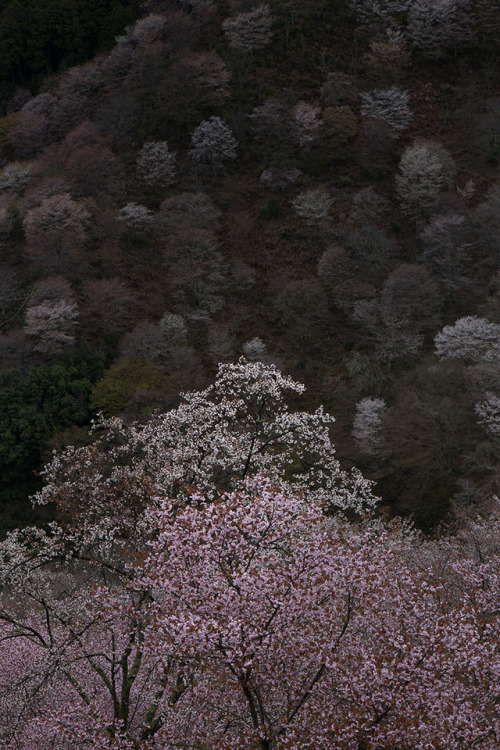 夜明け。桜って明るいんだね。location：吉野山下千本（奈良県吉野町） on April 12, 2017