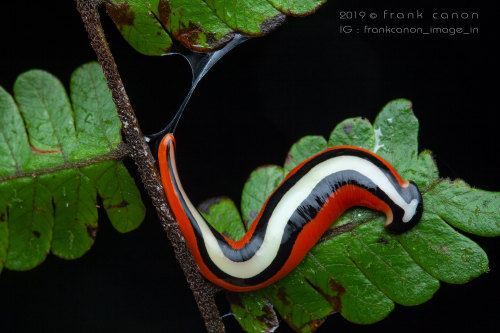 onenicebugperday: Predatory hammerhead flatworm, Bipalium choristospermaPhotographed in Borneo by Fr