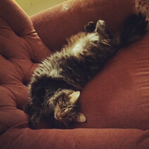 This is my cat Richard Mayhew - Maine Coon. He was adopted from the local animal shelter after his o