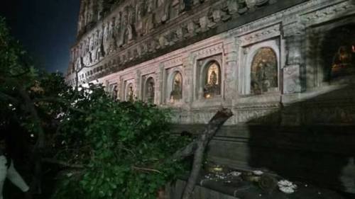 A branch of one of the large Bodhi tree in the Mahabodhi Temple complex in Bodhgaya has fallen few d