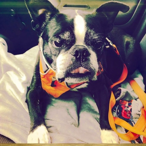 <p>Happy #tongueouttuesday from #sirwinstoncup It’s nice to be home and running errands with my favorite co-pilot. #treatsfromthebank #bostonterrier #bostonterriercult #btcult #squishyfacecrew  (at The Farmers Bank)</p>