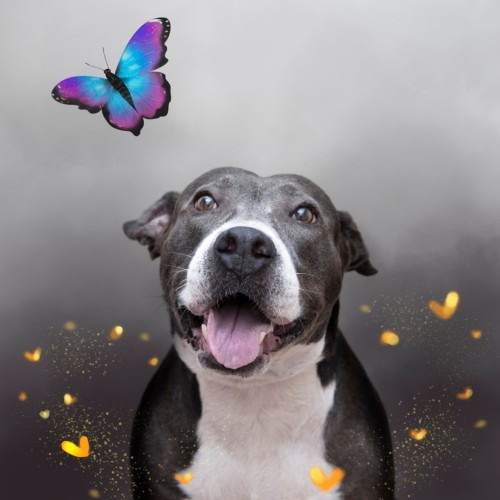 Suerte Is The Sweetest Dog And Loves All Those Who Come To See Her! When The Volunteers At Born Free