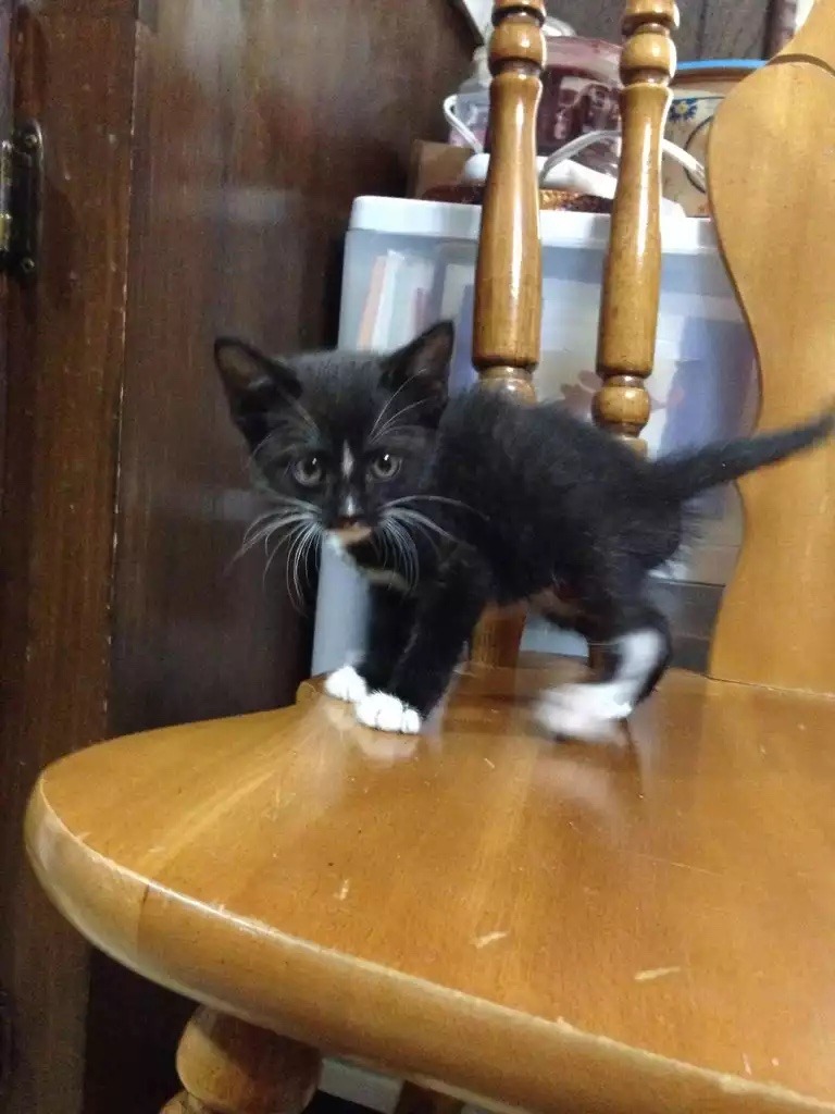 Artemis was so tiny when we first rescued him!