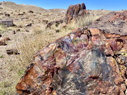 Oneshotolive:  Petrified Forest, Az, Usa (4032X3024)(Oc) 📷: Alaric_Darconville