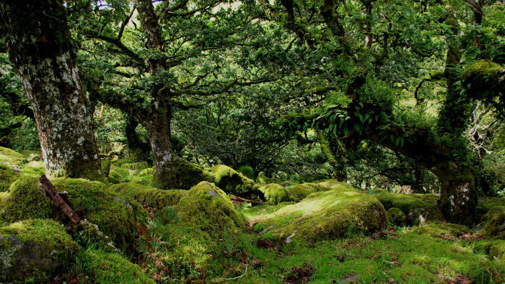 oakapples:  Wistman’s Wood, Dartmoor. I have vague recollections of visiting this