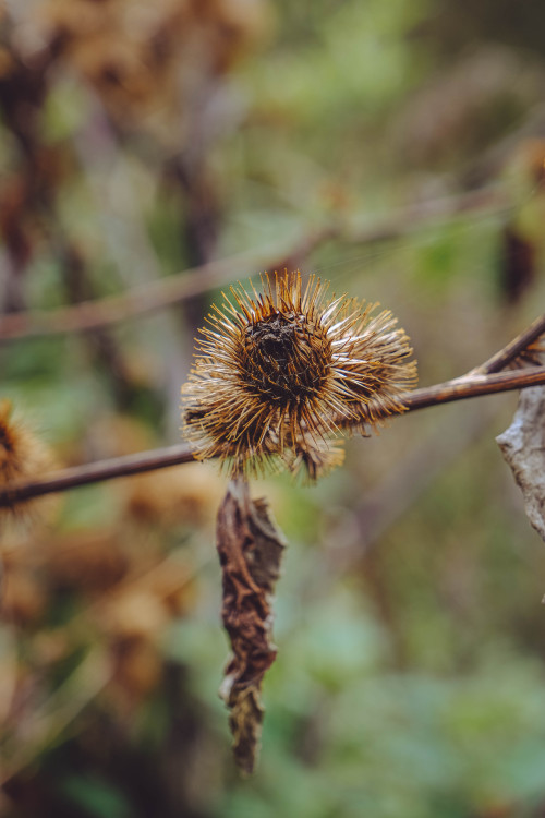 I have a new camera.I’ve just upgraded my camera from an Olympus Pen EP3, to a Fuji X-T4. I’ve very 