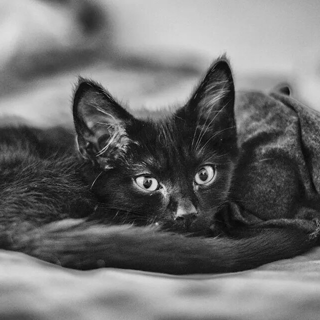 garrett-newsom-photography:
“Pussy. #garrettnewsomphotography #cat #meow #kitty
”
Follow my standing account. I haven’t been on here in two years