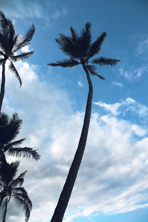 Palm &amp; turquoise sky. 