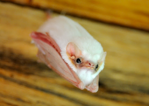 kramergate: magiashley:  magiashley: do you guys want to see a really good bat nobody answered but here you go anyway   his name is Merlin Tuttle 