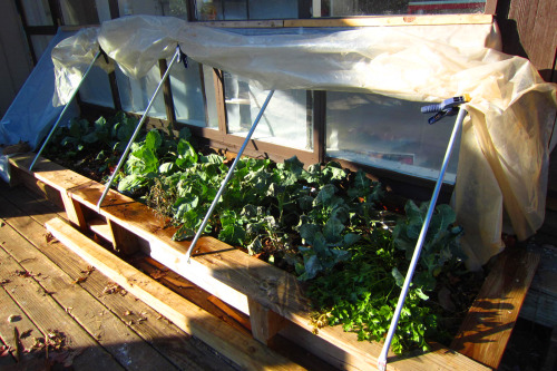 Plants in our coldframe today, after last night&rsquo;s drop to at least 12F / -11C This bed is 