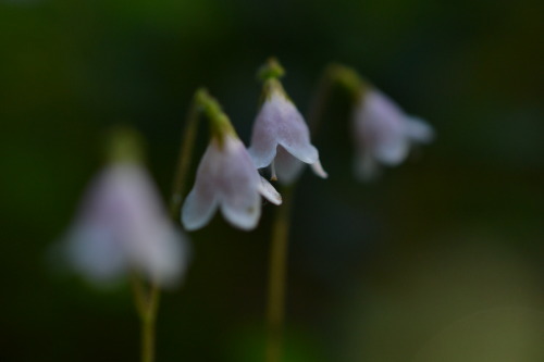 fridatuori:Linnaea borealisSummer 2015 by Frida Tuori