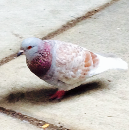 clockatrice: monopropellant: dunyun-rings: I saw some great pigeons the other day these are norm