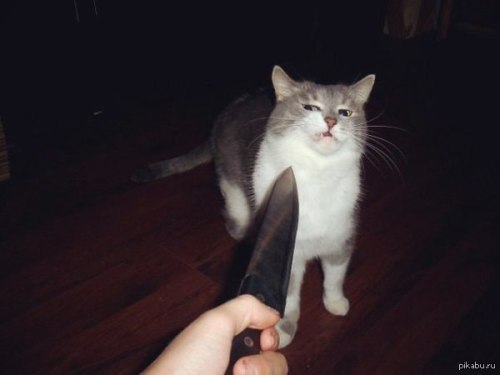 knife cat
