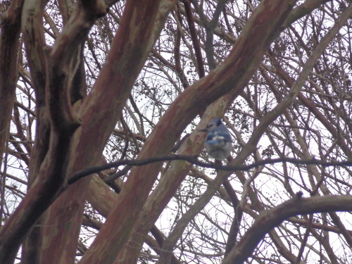 Blue jay at the National Arboretum in Washington D.C.