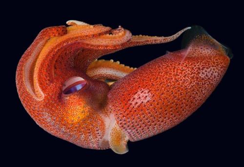 Histioteuthis Heteropsis (H. Heteropsis), Also Known As The Strawberry Squid Or Jewel Squid, Is A Species