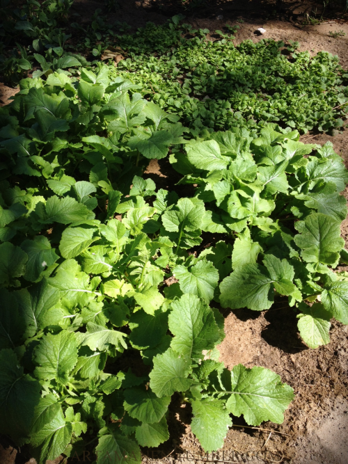 Turnips ♥