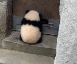 Cute Animal Pictures