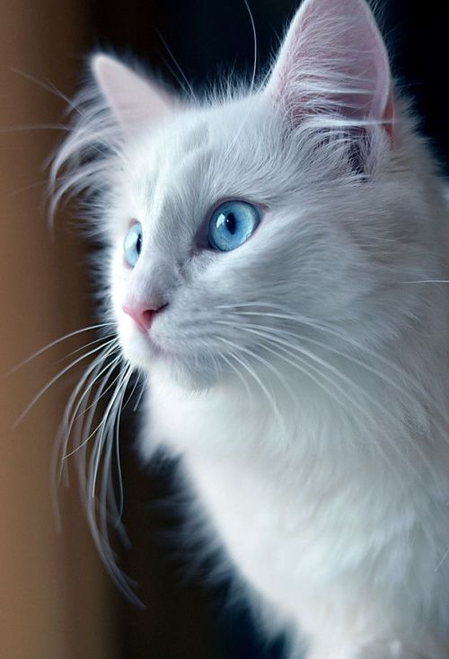 theenchantedcove:by Jessica Tekert