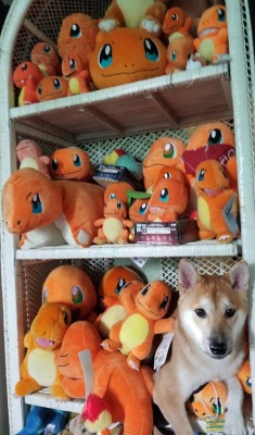 kyuubi-the-shiba:  i master of disguise. Can u spot the shibe? 