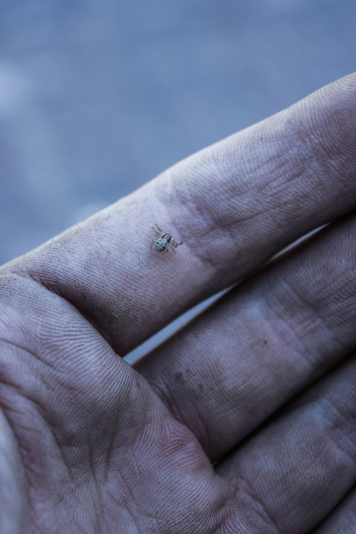 Found this tiny spider on my hand whilst I was taking a break from the garden, mucky hands. How cute