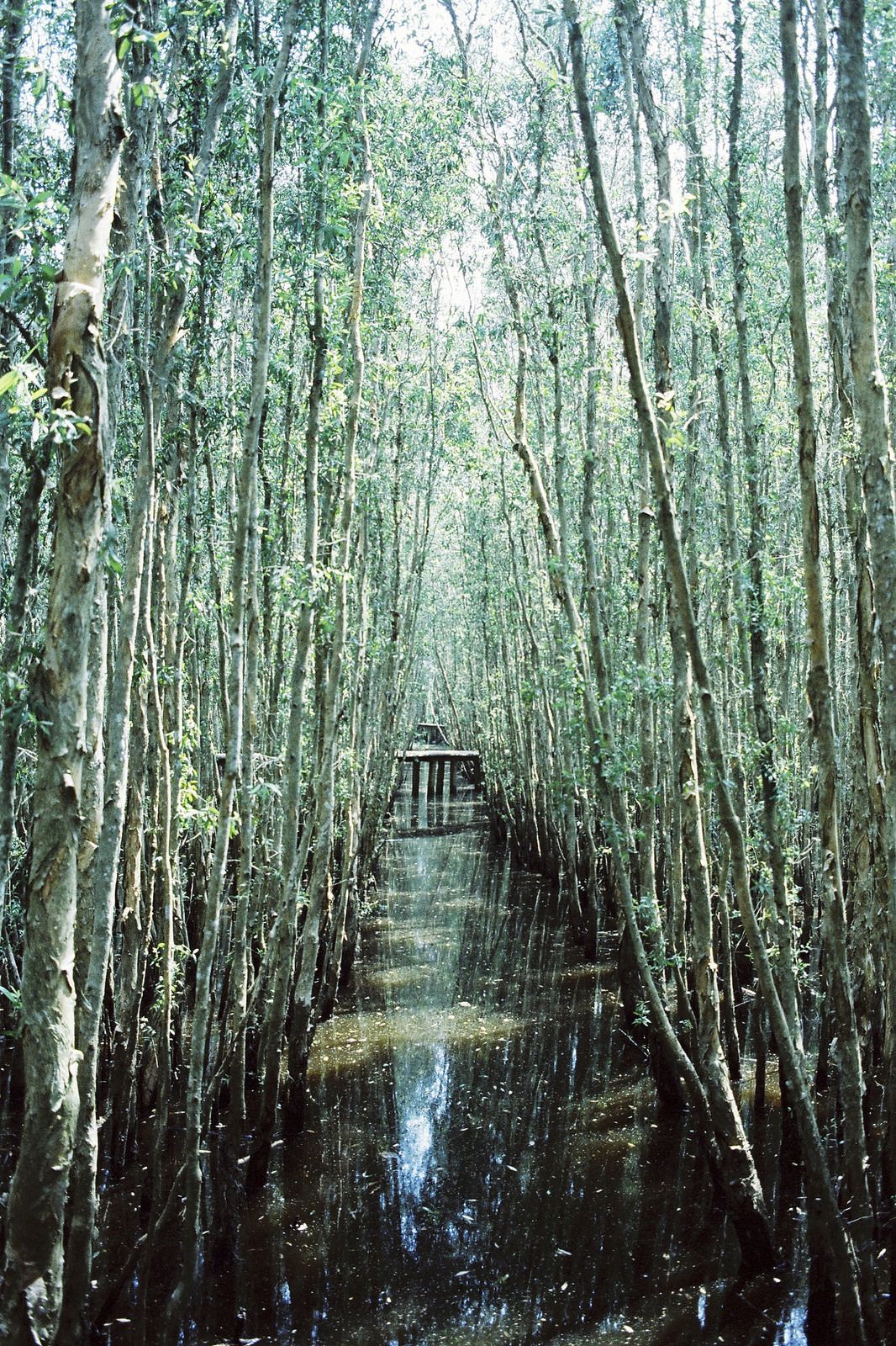1512px:  © |  Rain Forest(Do not remove credits)