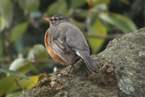 Round RobinAmerican Robin (Turdus migratorius)February 17, 2022Southeastern Pennsylvania