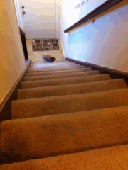 wickedinthemix:  IF YOU’RE EVER SAD LOOK AT THIS BUNNY RUNNING UP THE STAIRS FOR A CARROT 