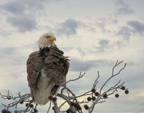 Bald Eagles can be found in many places around East Texas - especially near waterways. This one was 