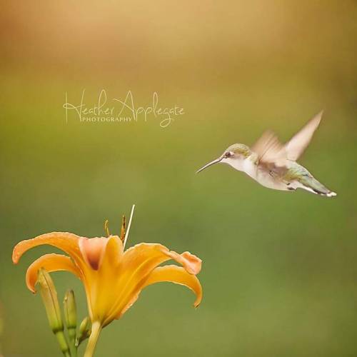 Summer hummer Ruby throated hummingbird. East Tennessee