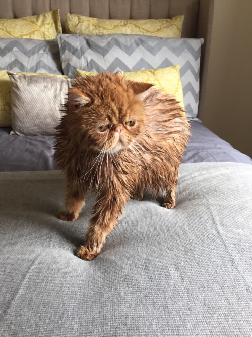 Not a happy kitty after bath time!