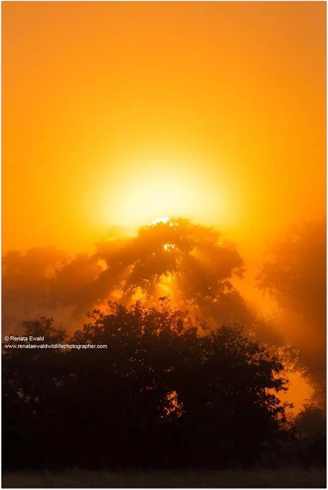 <p>a Misty morning Sunrise in the Kruger National Park,South Africa</p>