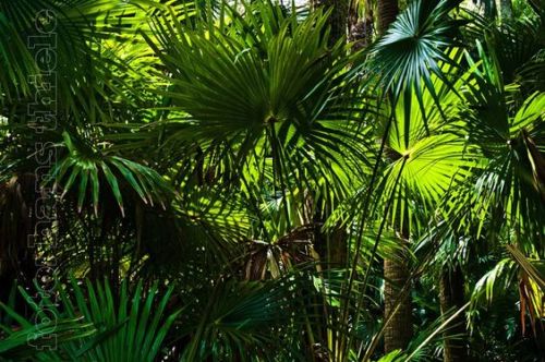 oceaniatropics: Umbrella palms and cabbage palm trees at Mungo Brush Rainforest, NSW, Australia, by 