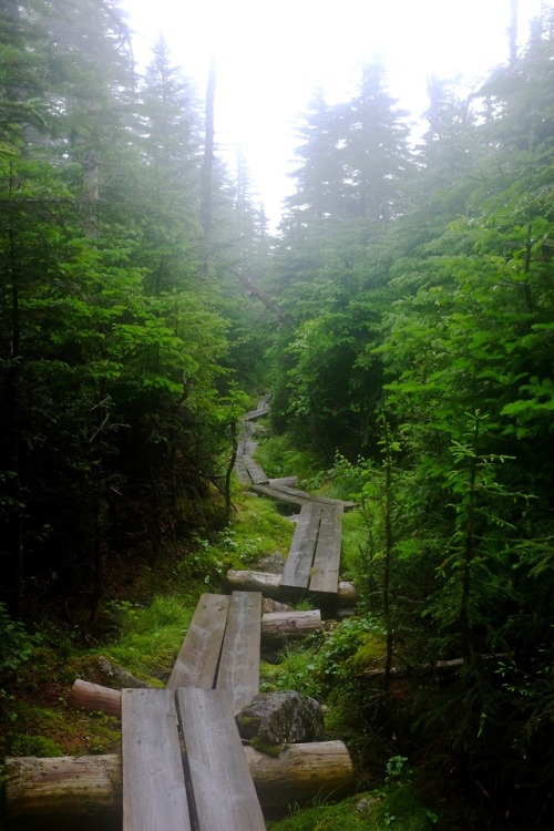 pedrodynomite:Bog walkin’ through the New Hampshire Appalachian Trail.