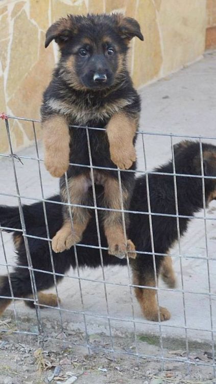 thecutestofthecute:  German Shepherds and their floppy ears. There is nothing I do not like about this. 