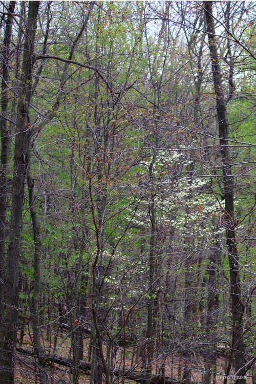 riverwindphotography: Dogwood blooming in the delicate forest, central New York, USA by riverwindpho