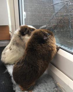 awwww-cute:  Guinea Pigs watching the rain