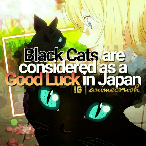 Black cats are considered as a good luck in Japan.Anime Facts | animecrush