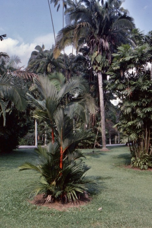 Palms, Botanical Garden, Singapore, 1978.As a child of cool, temperate climates, I have always been 