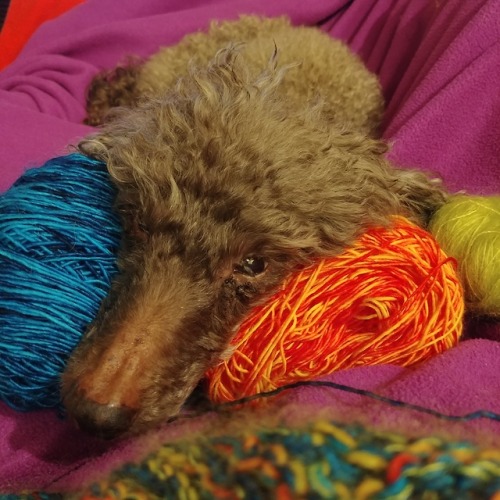 My dog is very cuddly and loves to curl up in my knitting.