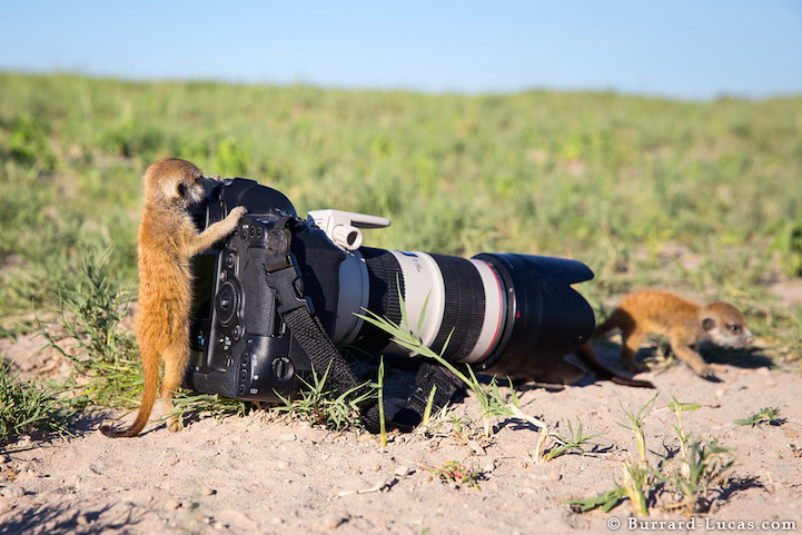 catsbeaversandducks:  “Say cheese!”Via My Modern Met