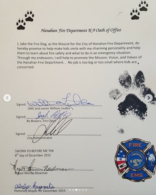 animalrates: This little guy is called Jake. Rescued from a burning shed at just 3 weeks old. The same fireman who saved his life adopted him just days later. He has since been known as a firefighter and goes around to local schools to help kids learn