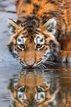 kingdom-of-the-cats:  At the surface of the water… (by Tambako the Jaguar)