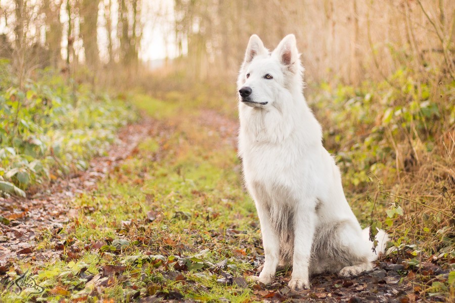 handsomedogs:   White in autumn   Adéla Havlíčková  